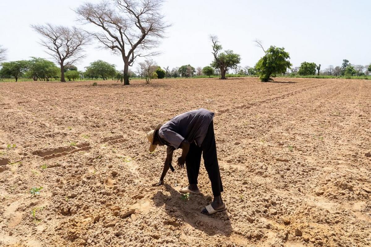 Champ de pastèque, ressemé du jour. Niakhar, département de Fatick, Sénégal. Octobre 2019 © Bastien Defives